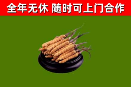 忻州烟酒回收冬虫夏草.jpg